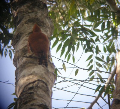 Cinnamon Woodpecker