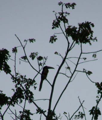 Early morning Toucan