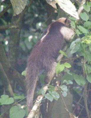 Tamandua
