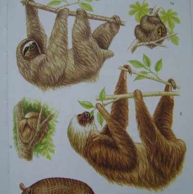 Three-toed & Two-toed Sloths
