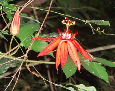 Passion Flower
