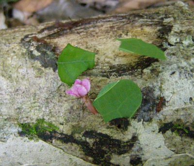 Leaf Cutter Ants