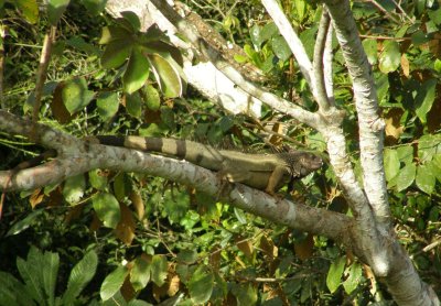 Iguana
