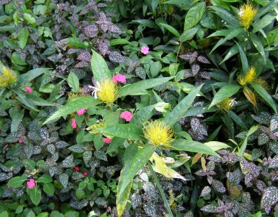 Ground Cover