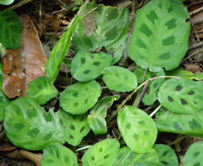 Ground Cover