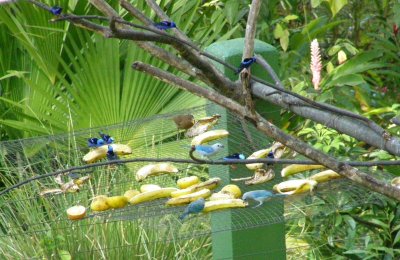 Blue Birds Feeder