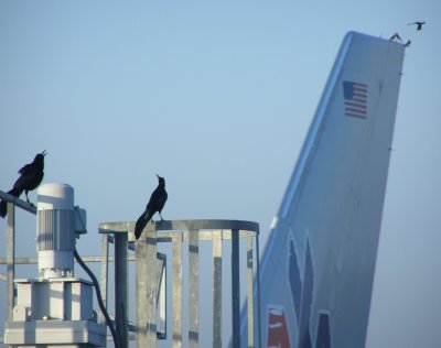 American Airlines Bird Roost