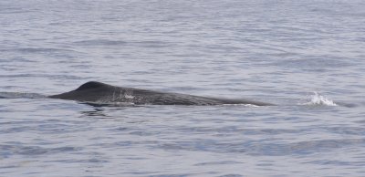 Leviathan