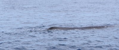 Sperm Whale, one of five