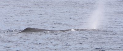 Sperm Whale Blow