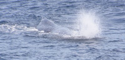 Sperm Whale Dive, water depth is more than 1000 fathoms (6000 feet)