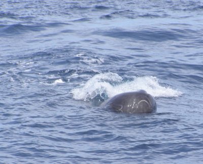 Sperm Whale Head & Blowhole