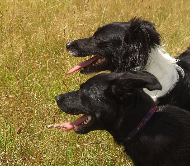 Max and Lady enjoy a rest.