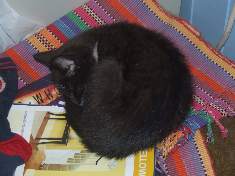 Jess,Johns new kitten,asleep.