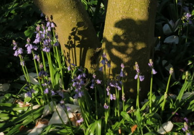 There  will  be  bluebells , and  shadows  of  bluebells .