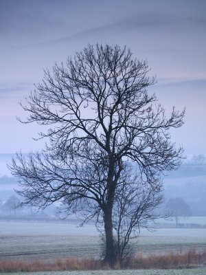 lonesome tree