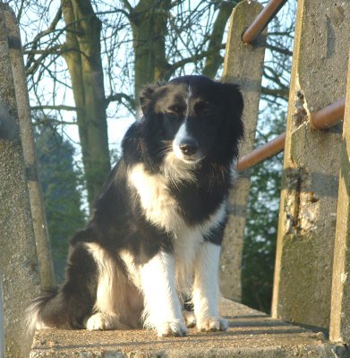 Lady,my Collie dog