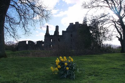 Spring beauty at Caerlaverock