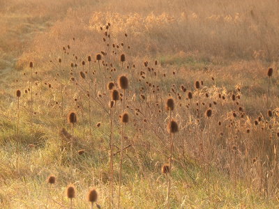 Teasels in the sunrise