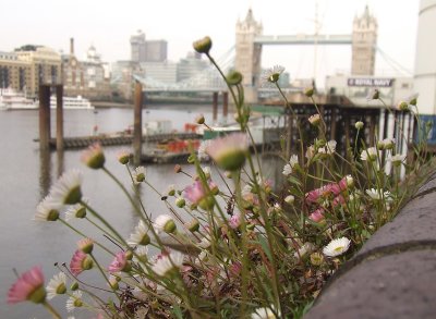 Daisies,with Tower Bridge behind.