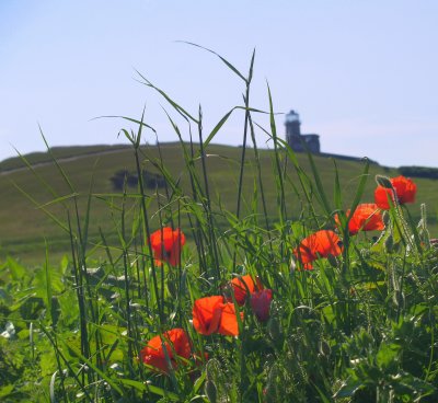 Poppies and grasses,backed by the Belle Tout lighthouse.
