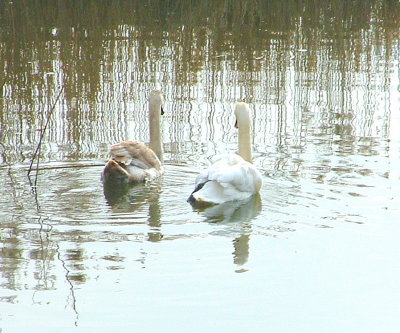 Swans,on reflections.