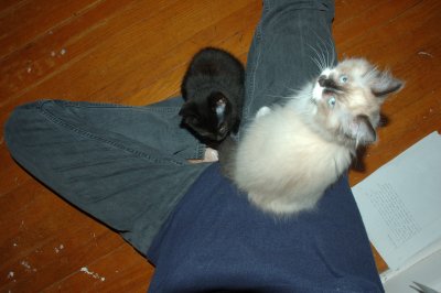 Kittens?