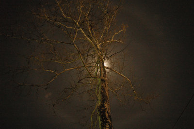 SycamoreMoonRing01.jpg.JPG