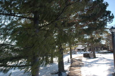 1631wind-orientedFoliage.JPG