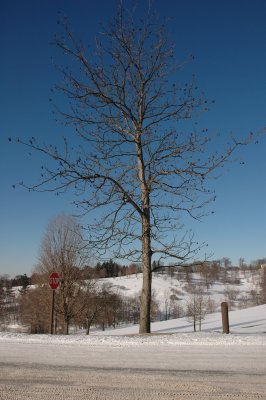 1634kyCoffeeTree.JPG