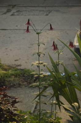 DSC_2438_2.jpg