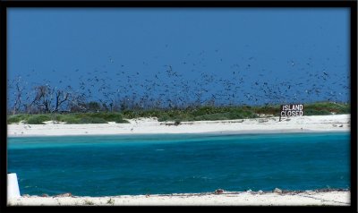 Dry Tortugas Bird Migration.jpg