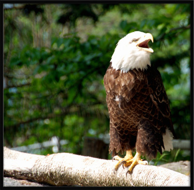 American Bald Eagle