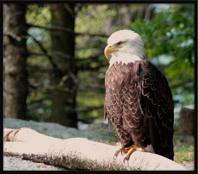 American Bald Eagle