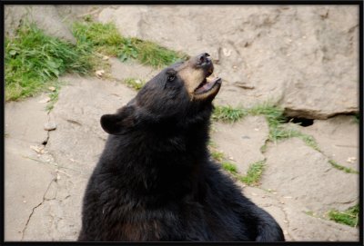 Black Bear