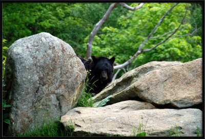 Peeking Bear!