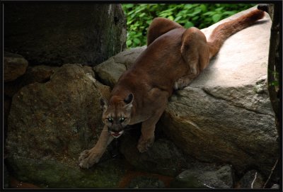Cougar Eyes