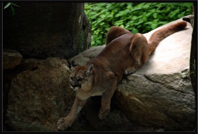Cougar