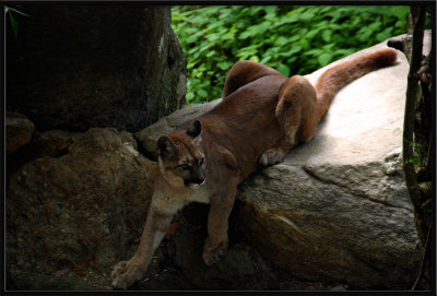 Cougar