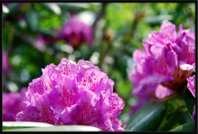 Flowers in bloom