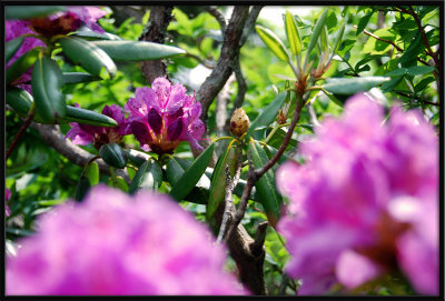 Flowers along the trail