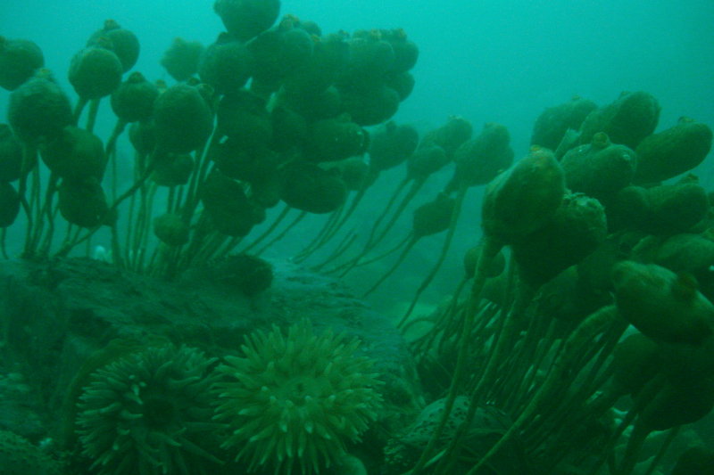 Field of Stalked Tunicates