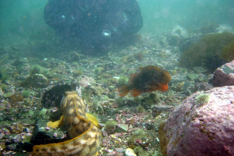 Diver in the background, Ocean Pout & Lumpfish