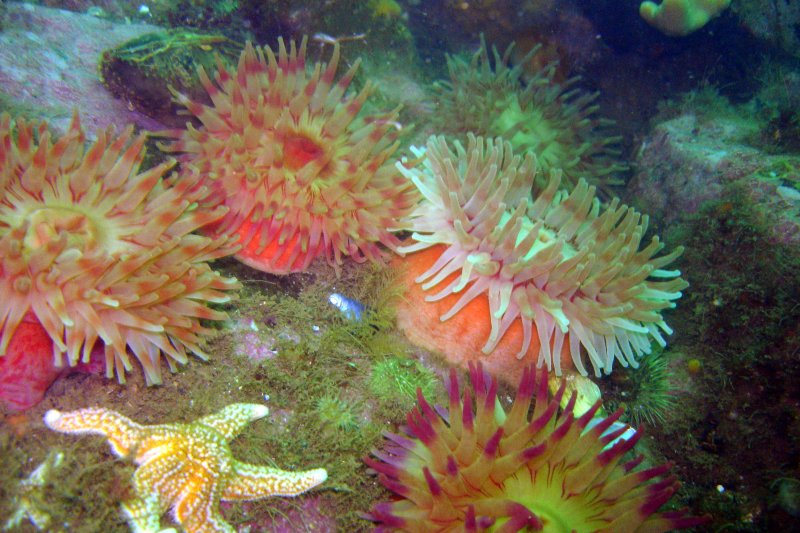 View of anemones