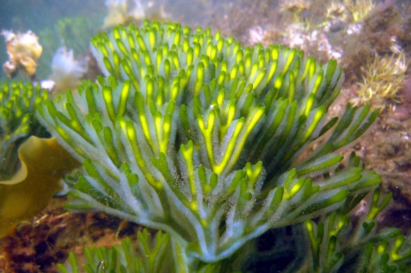 Plant life
