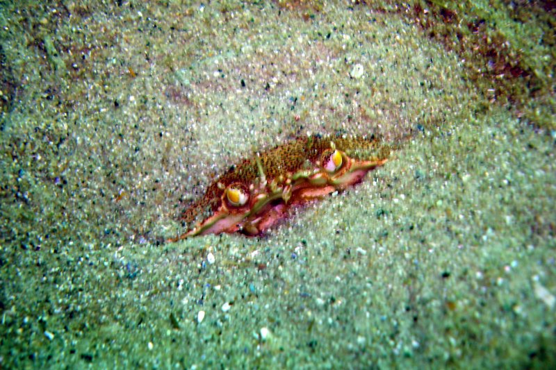 Crab hiding in the sand