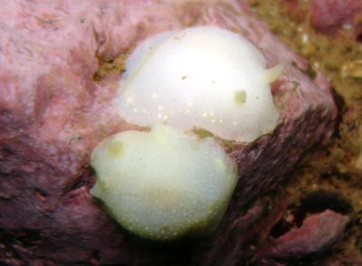 White Atlantic Cadlina