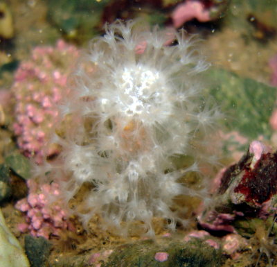 Soft Coral (white variation)