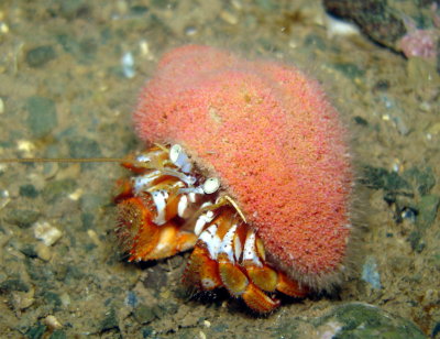 Hermit Crab with Snail Fur