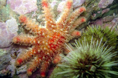 Spiny Sunstar (sea urchins in front)